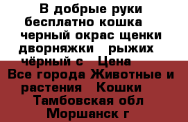 В добрые руки бесплатно,кошка,2.5черный окрас,щенки дворняжки,3 рыжих 1 чёрный,с › Цена ­ - - Все города Животные и растения » Кошки   . Тамбовская обл.,Моршанск г.